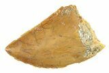 Serrated, Baby Carcharodontosaurus Tooth - Morocco #276015-1